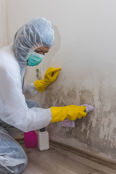 Pioneer, OH Mold Removal Pros
